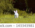 The back view and round tail of a white rabbit walking across a meadow. 143343981