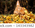 A brown rabbit sits heavily amid a pile of fallen autumn leaves. 143343982