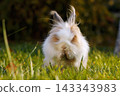 A long-haired rabbit makes a pleading gesture with its front paws together in the grass. 143343983
