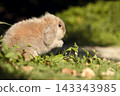 A lop-eared rabbit raises its front paws in the grass. 143343985