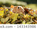A brown rabbit peeking out from a pile of fallen leaves 143343986