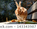 A brown rabbit grooming itself on a bench in autumn. 143343987