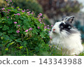 A black and white rabbit (lionhead) with blue eyes stands beside a pink flower. 143343988