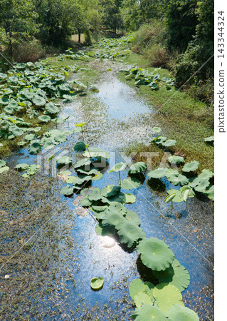 Lush Lotus Leaves in Bailuwan Wetland, Chengdu Lush Lotus Leaves in Bailuwan Wetland, Chengdu 143344324