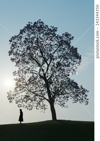 Solitary Woman Standing Under Large Flowering Tree Silhouette at Sunset on a Hill. Solitary Woman Standing Under Large Flowering Tree Silhouette at Sunset on a Hill. 143344350
