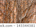 Dead Climbing Vines On A Red Brick Wall With Winter Texture And Architectural Detail 143344381