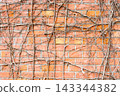 Brick Wall With Dried Vines and Organic Texture, Weathered Red Brick Background 143344382