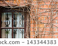 Old Brick Wall With Leafless Vines Crawling Around A Window With Iron Grille 143344383