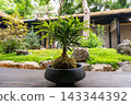 A small bonsai tree on a wooden table 143344392