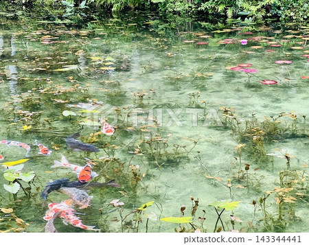 Carp and water lilies swimming in Monet's pond Carp and water lilies swimming in Monet's pond 143344441