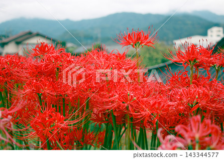在satoyama開花的群狀孤挺花 在satoyama開花的群狀孤挺花 143344577