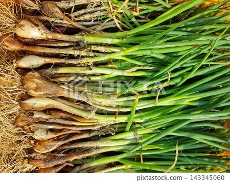 These are green onion that have been harvested and piled up. These are green onion that have been harvested and piled up. 143345060