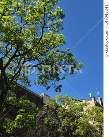 These are Australian buildings and street trees. These are Australian buildings and street trees. 143345241