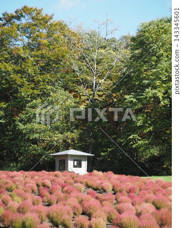 一間白色小屋,周圍環繞著森林和藍天,掩映在秋色遍地的地膚草山坡上。垂直構圖。丹巴拉地膚花園 一間白色小屋,周圍環繞著森林和藍天,掩映在秋色遍地的地膚草山坡上。垂直構圖。丹巴拉地膚花園 143345601