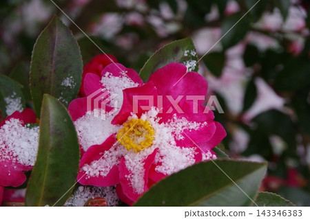 山茶花上積滿了雪。 山茶花上積滿了雪。 143346383