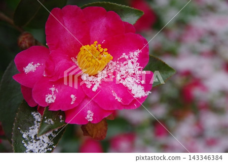 山茶花上積滿了雪。 山茶花上積滿了雪。 143346384