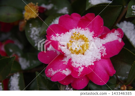 山茶花上積滿了雪。 143346385