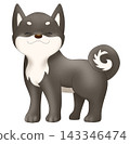 可愛的柴犬（黑色柴犬）插圖 143346474