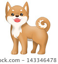 可愛的柴犬（紅柴犬）插圖 143346478