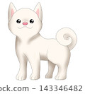 可愛的柴犬（白色柴犬）插圖 143346482