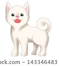 可愛的柴犬（白色柴犬）插圖 143346483