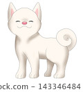 可愛的柴犬（白色柴犬）插圖 143346484