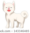 可愛的柴犬（白色柴犬）插圖 143346485