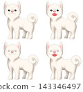 可愛的柴犬（白色柴犬）插圖 143346497