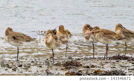 Several birds with long legs stand on a rocky shore near the water. Some of the birds have their eyes closed, appearing to rest or doze on the shore. Several birds with long legs stand on a rocky shore near the water. Some of the birds have their eyes closed, appearing to rest or doze on the shore. 143346671