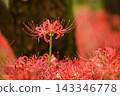 Red spider lily blooming bright red 143346778