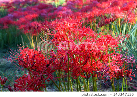 Higanbana, Higanbana Higanbana, Higanbana 143347136