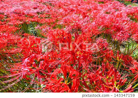 Higanbana, Higanbana Higanbana, Higanbana 143347159