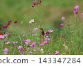 A stonechat perched on a cosmos flower at Hiratsuka City Banyuu Fureai Park. 143347284