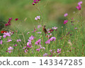 A stonechat perched on a cosmos flower at Hiratsuka City Banyuu Fureai Park. 143347285