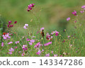 A stonechat perched on a cosmos flower at Hiratsuka City Banyuu Fureai Park. 143347286