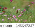 A stonechat perched on a cosmos flower at Hiratsuka City Banyuu Fureai Park. 143347287