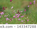 A stonechat perched on a cosmos flower at Hiratsuka City Banyuu Fureai Park. 143347288