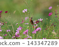 A stonechat perched on a cosmos flower at Hiratsuka City Banyuu Fureai Park. 143347289