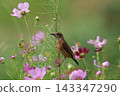 A stonechat perched on a cosmos flower at Hiratsuka City Banyuu Fureai Park. 143347290