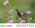 A stonechat perched on a cosmos flower at Hiratsuka City Banyuu Fureai Park. 143347354