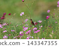A stonechat perched on a cosmos flower at Hiratsuka City Banyuu Fureai Park. 143347355