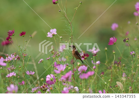 A stonechat perched on a cosmos flower at Hiratsuka City Banyuu Fureai Park. A stonechat perched on a cosmos flower at Hiratsuka City Banyuu Fureai Park. 143347355