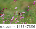 A stonechat perched on a cosmos flower at Hiratsuka City Banyuu Fureai Park. 143347356