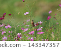 A stonechat perched on a cosmos flower at Hiratsuka City Banyuu Fureai Park. 143347357