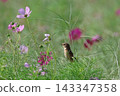 A stonechat perched on a cosmos flower at Hiratsuka City Banyuu Fureai Park. 143347358