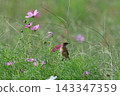 A stonechat perched on a cosmos flower at Hiratsuka City Banyuu Fureai Park. 143347359
