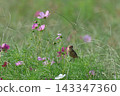 A stonechat perched on a cosmos flower at Hiratsuka City Banyuu Fureai Park. 143347360