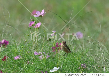 A stonechat perched on a cosmos flower at Hiratsuka City Banyuu Fureai Park. A stonechat perched on a cosmos flower at Hiratsuka City Banyuu Fureai Park. 143347360