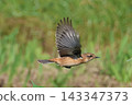 A stonechat flew into the flower field at Hiratsuka City Banyuu Fureai Park. 143347373