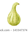 Light green bottle gourd watercolor illustration isolated on white. Hand drawn calabash pumpkin plant sketch in simple style. Fall natural food, symbol of autumn harvest 143347374